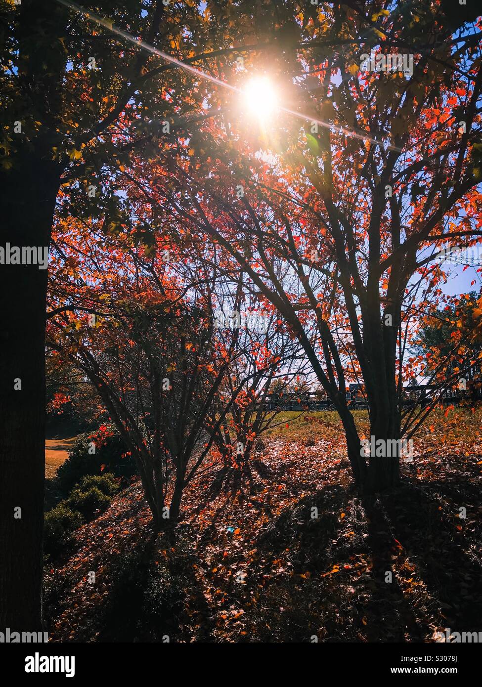 Sun hitting the trees on a cozy autumn sunny day - Smartphone Captured Stock Image