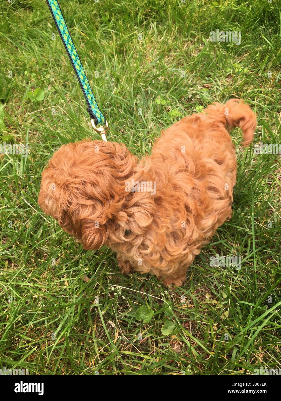 Heart-shaped Dog Stock Photo