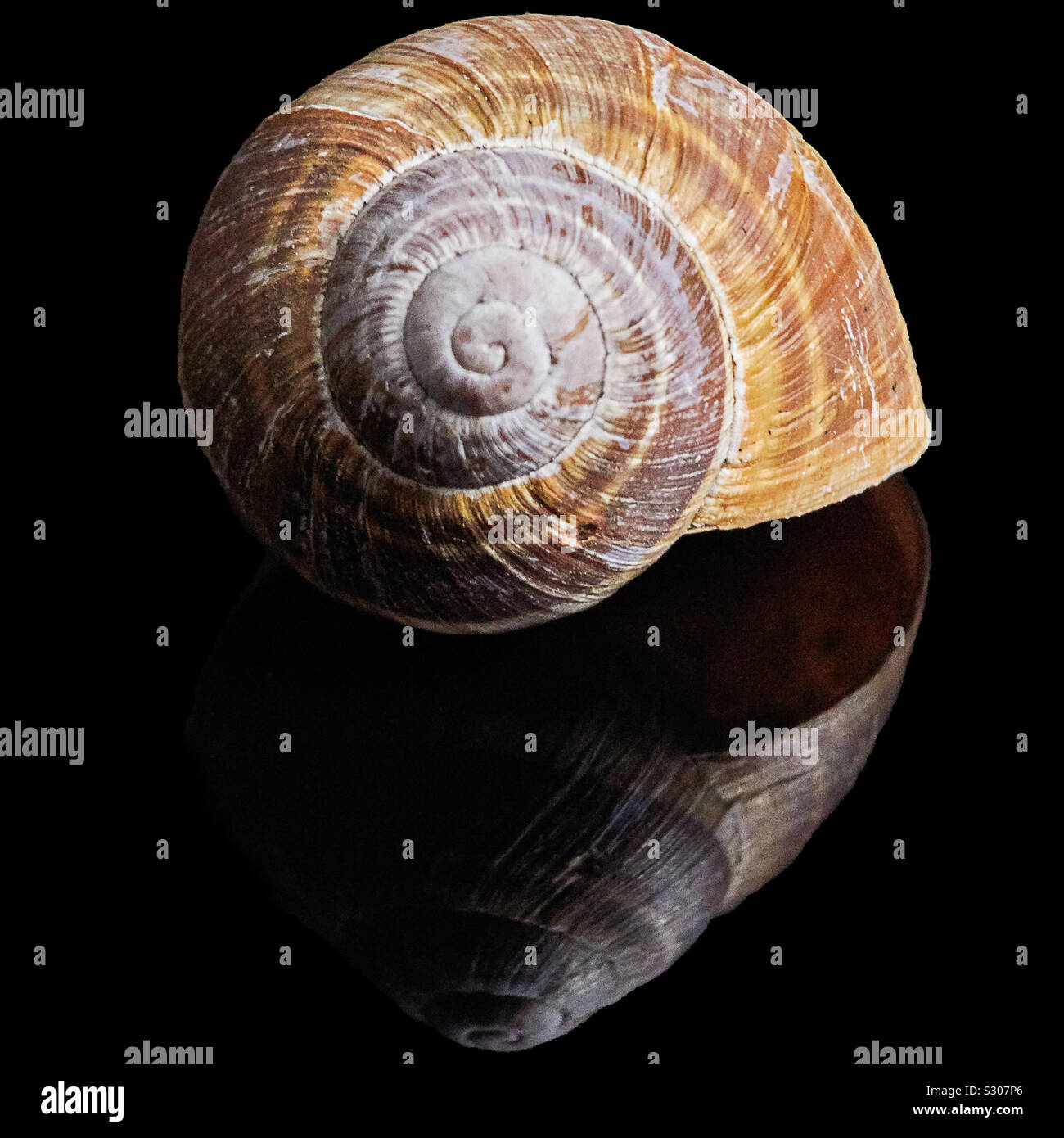 Empty snail shell hires stock photography and images Alamy