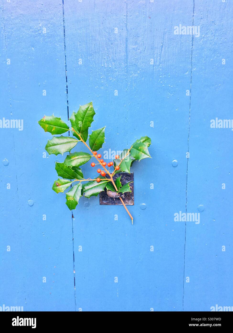 Christmas Background Holly Leaves And Berries On A Blue Barn Door Stock Photo Alamy