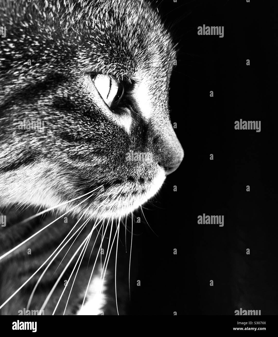 Dramatic black & white tabby cat portrait Stock Photo