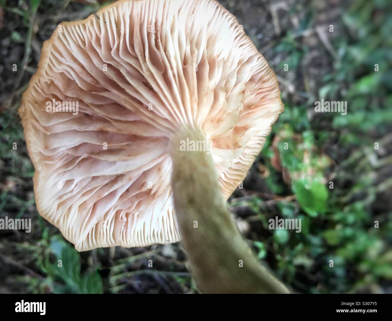 Wild Mushroom Stock Photo