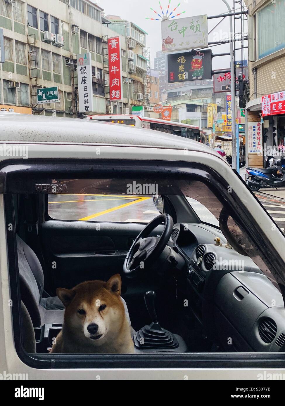 Shiba inu hotsell fox dogs