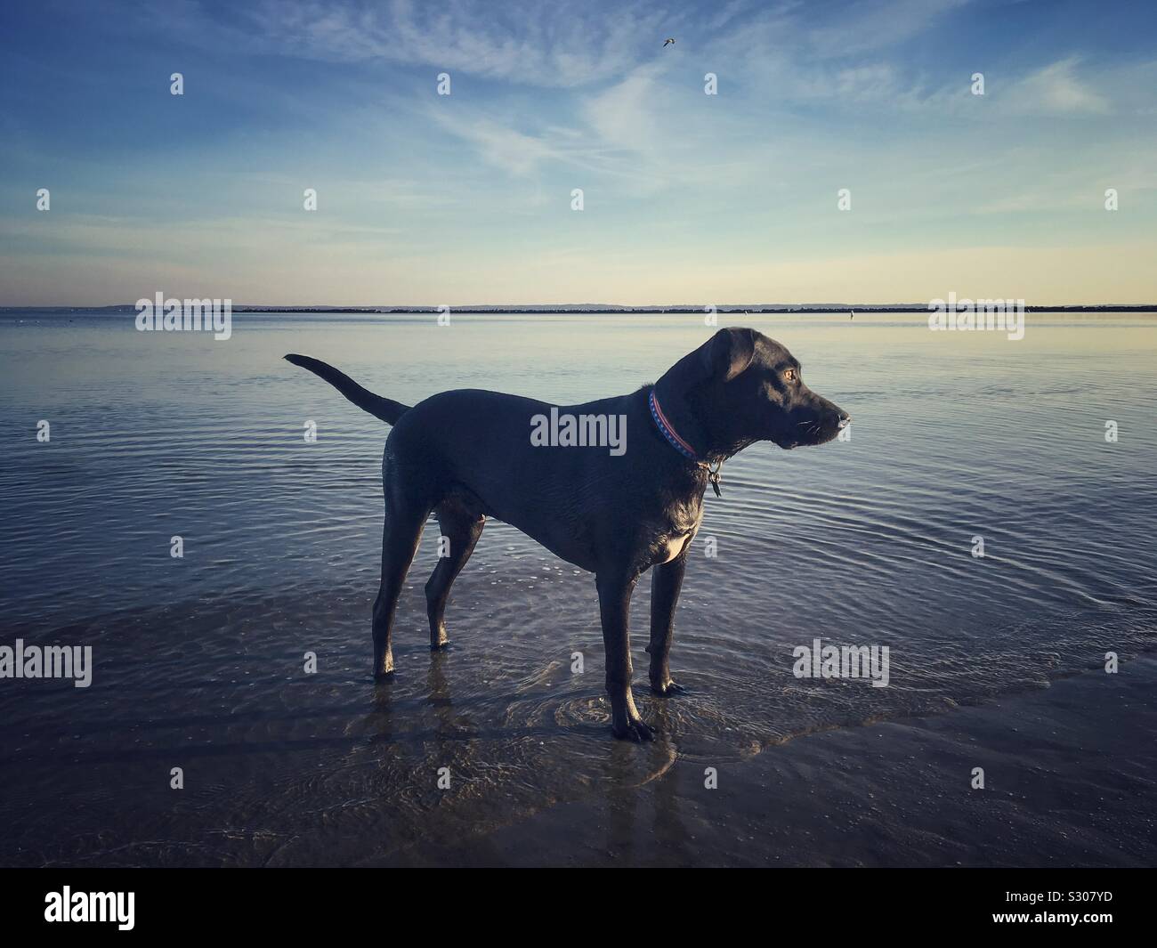 Dog at Beach at Dusk Stock Photo