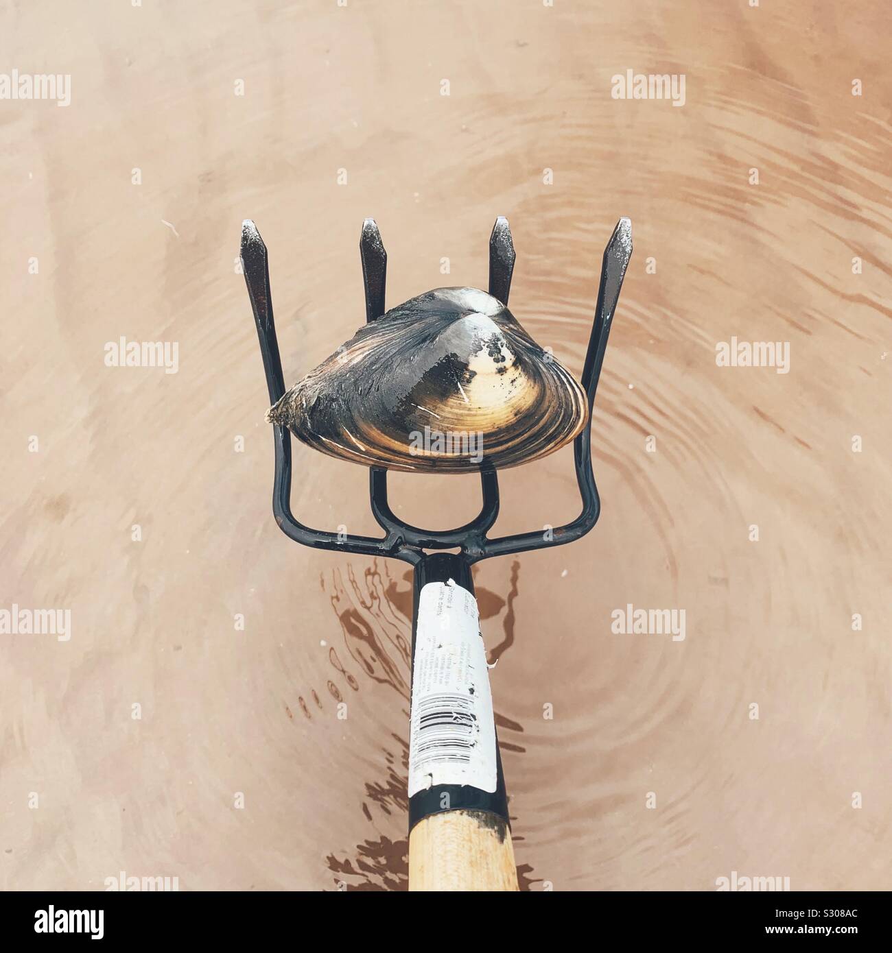 Pei clams hires stock photography and images Alamy