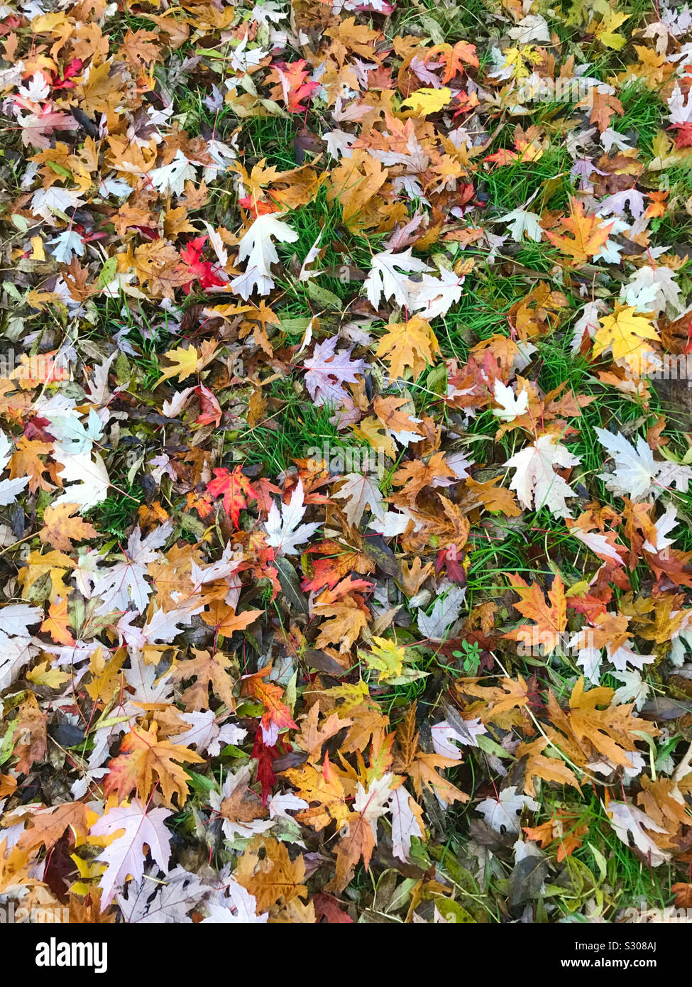 Blanket of autumn leaves Stock Photo