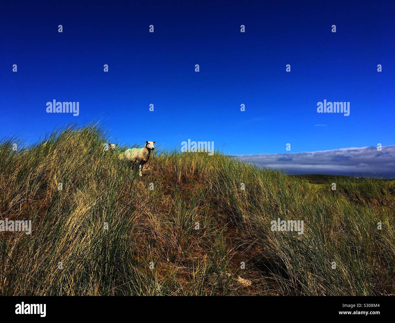 Sheep on a sand dune Donegal - Smartphone Captured Stock Image