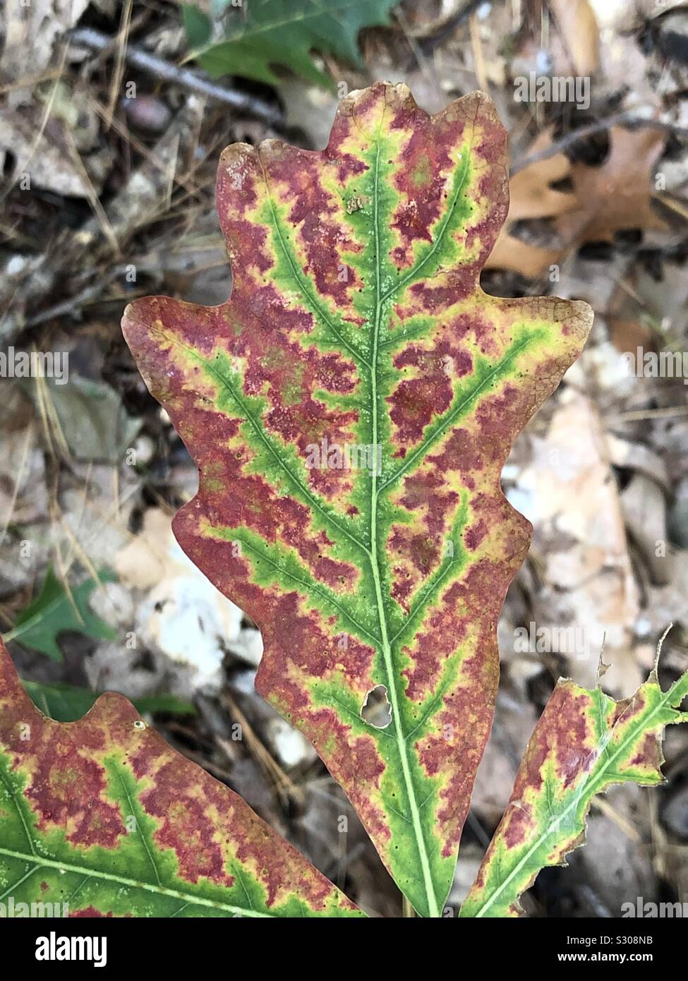An oak leaf with green and brown colors in the autumn - Smartphone Captured Stock Image
