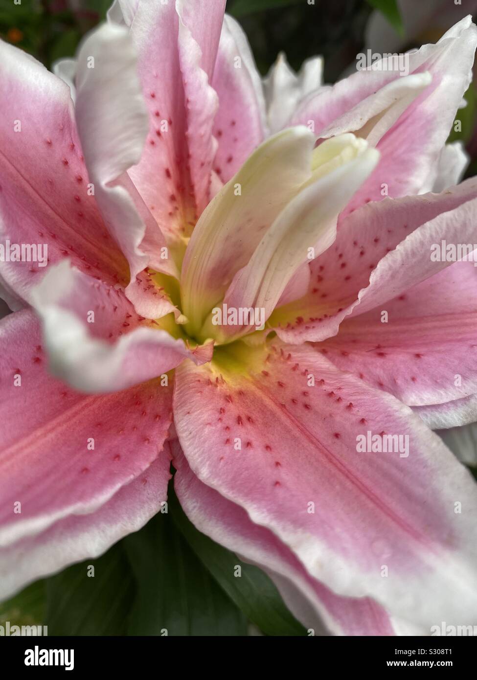 Triple petal pink asiatic lily - Smartphone Captured Stock Image