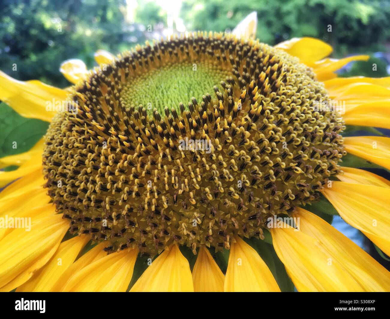 Sunflower closeup Stock Photo