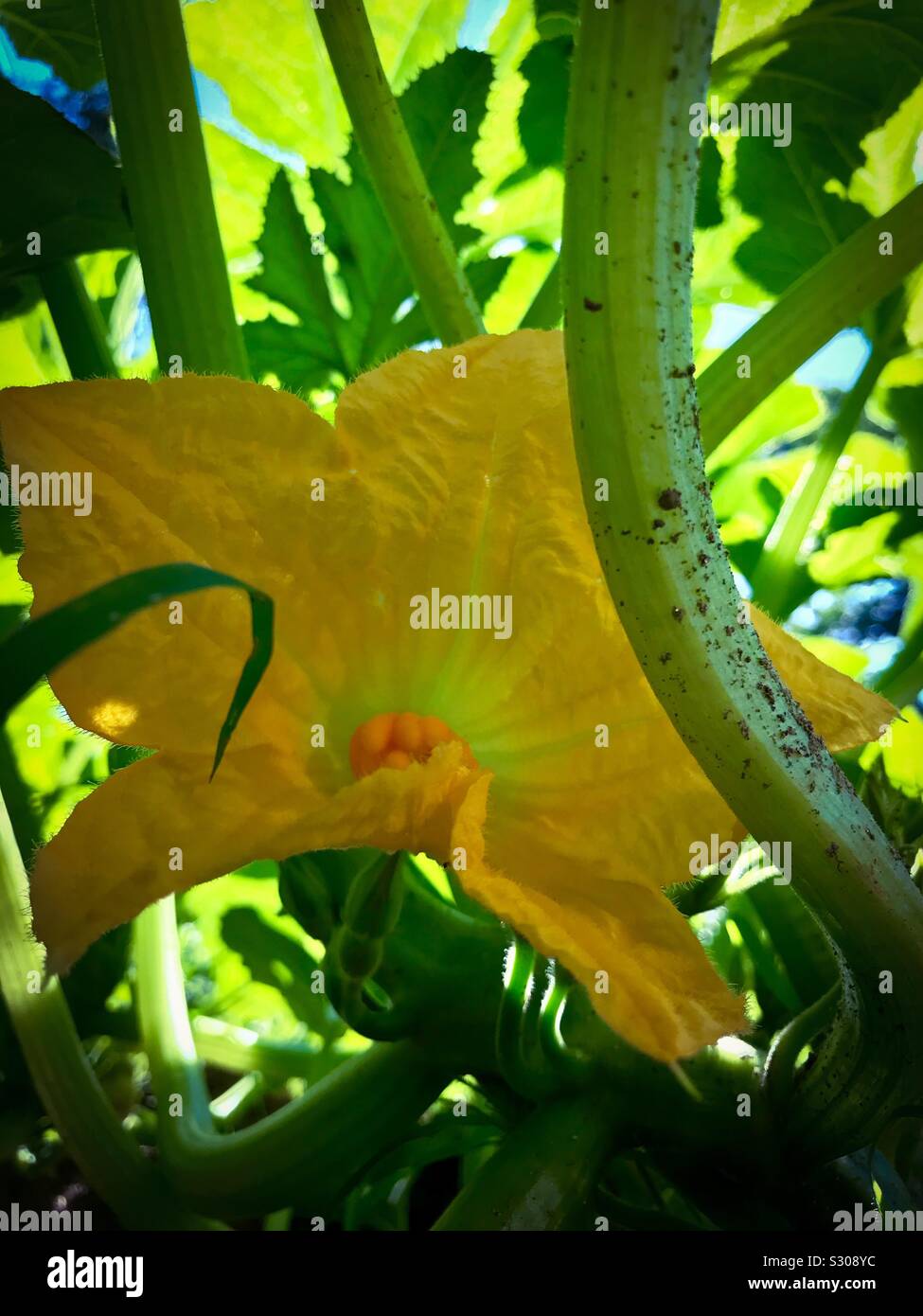 Yellow squash blossom in spring garden - Smartphone Captured Stock Image
