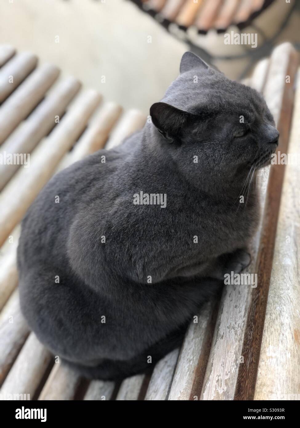 Cute Black Cat Fat Cat Poses Stock Vector (Royalty Free) 1566748159
