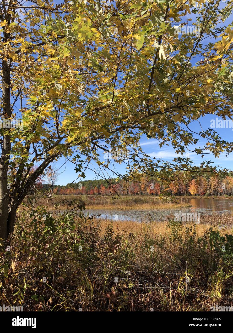 Yellow leaves on the tree with the marsh waters in the autumn - Smartphone Captured Stock Image
