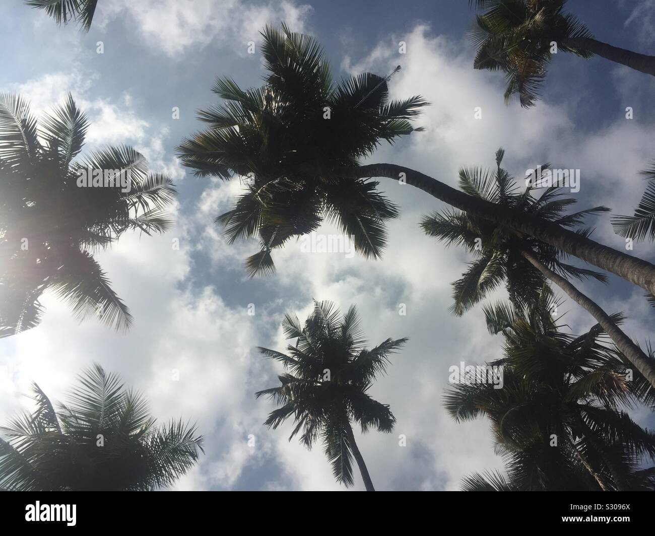 Coconut trees near seashore Stock Photo Alamy