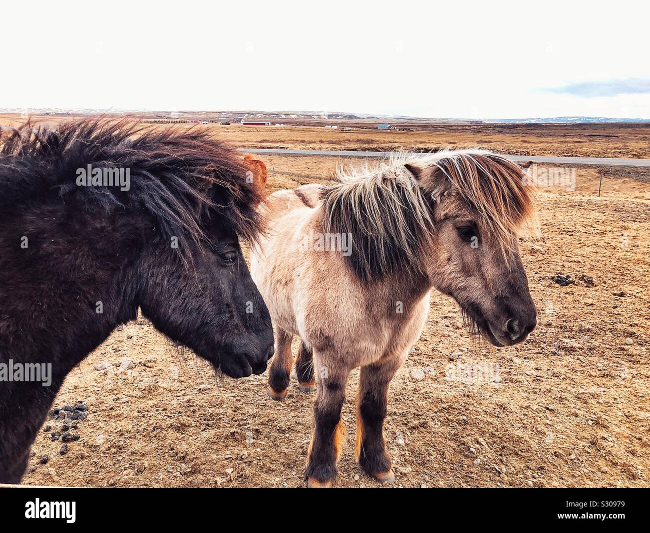 Icelandic horses - Smartphone Captured Stock Image