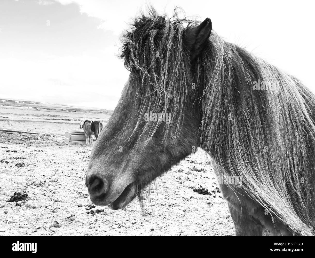 Icelandic horses - Smartphone Captured Stock Image