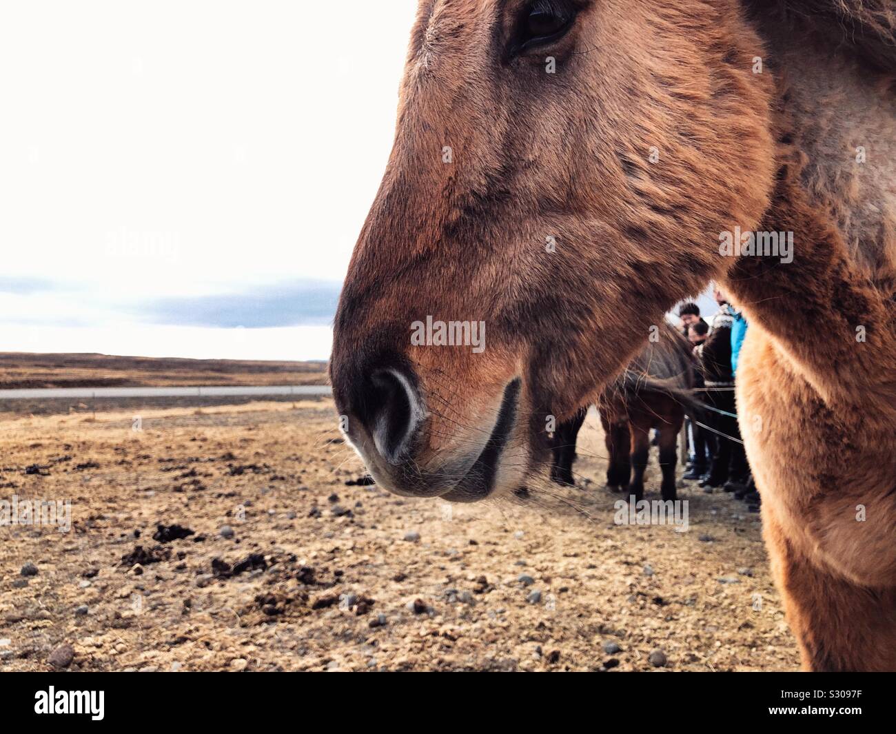 Icelandic horse - Smartphone Captured Stock Image