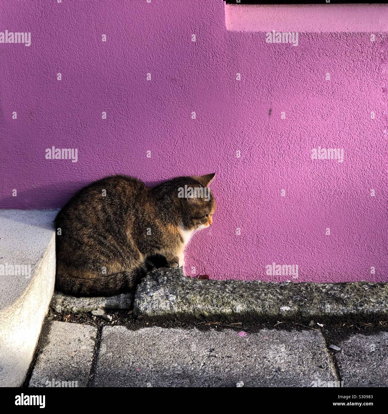 Tabby cat sitting next to the lavender painted wall in Reykjavik - Smartphone Captured Stock Image