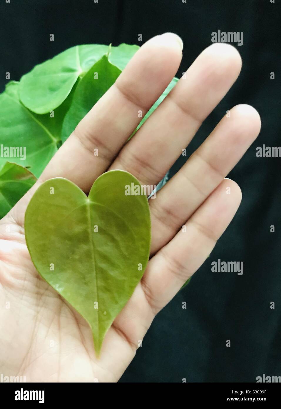 Cropped image, an anthurium leaf in hand, heart shape leaf -calathea-hand holding leaf Stock Photo