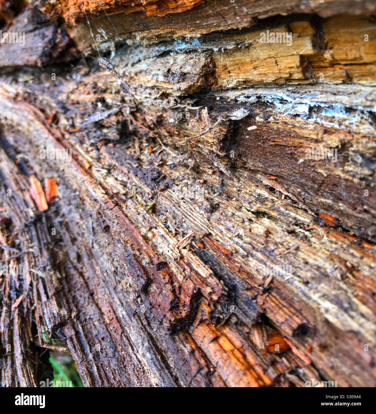 Inside a tree Stock Photo Alamy