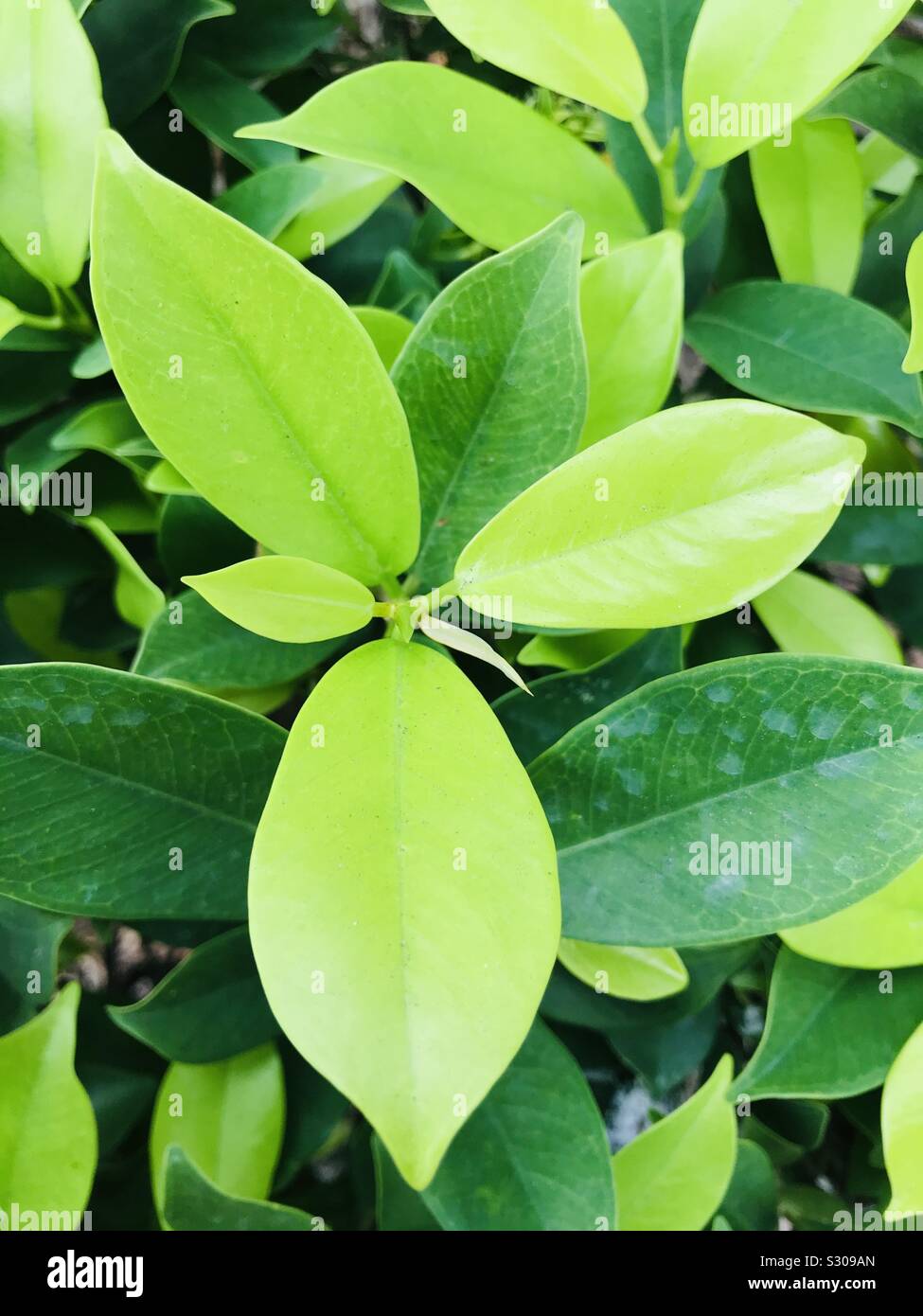 Green leaves in multicoloured, light green and dark green leaf Stock Photo