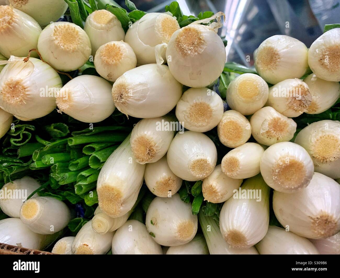 Fresh tasty common garden onion bulbs - Smartphone Captured Stock Image