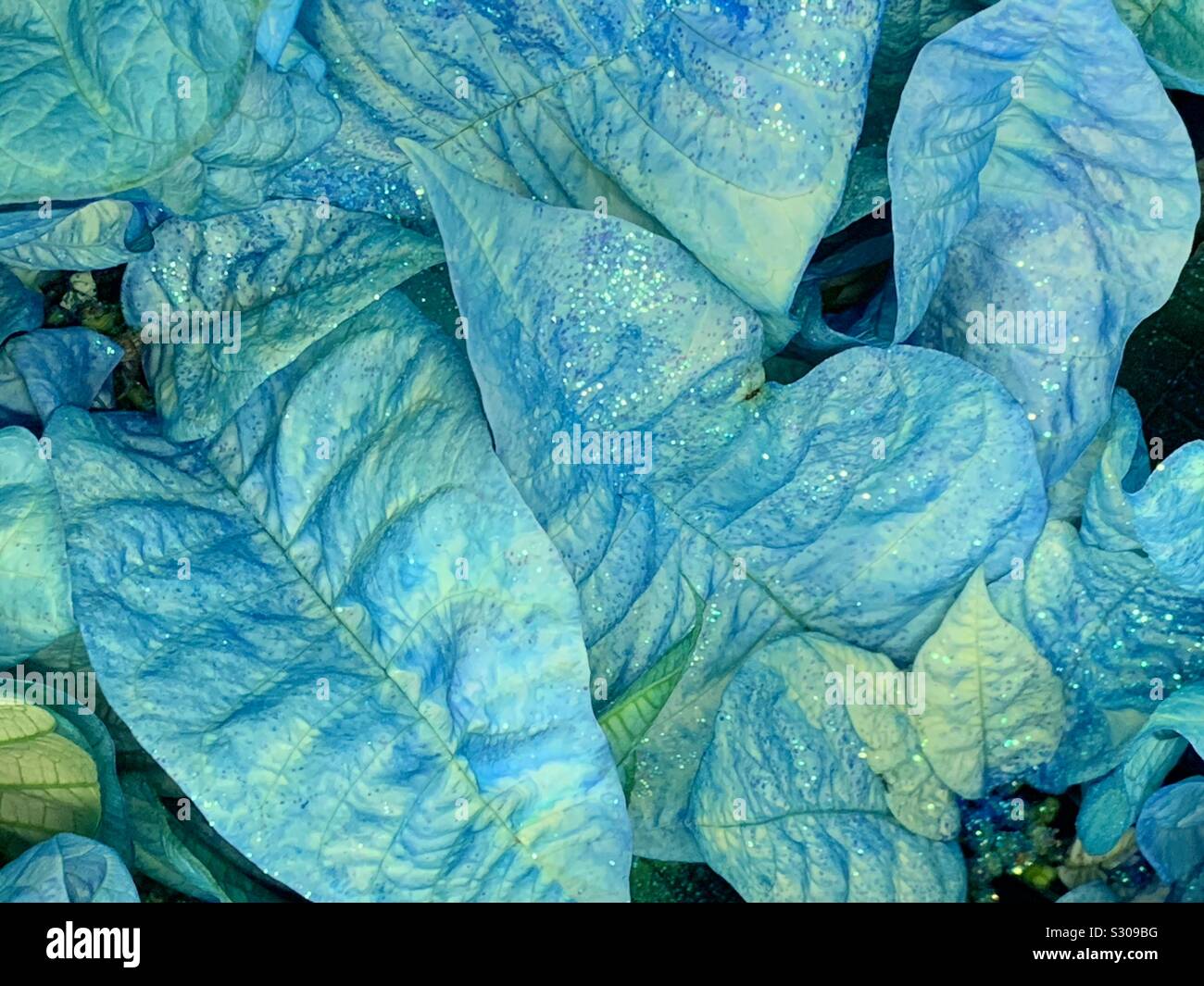 Blue poinsettia leaves dusted with sparkling glitter - Smartphone Captured Stock Image