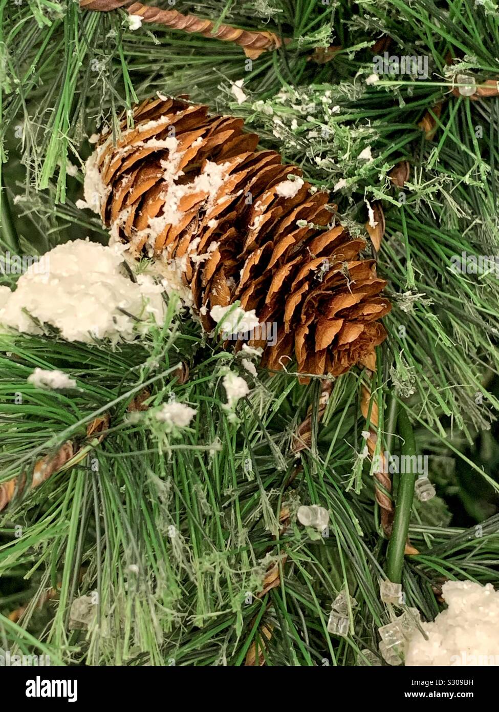 Beautiful pine cone on a tree and dusted with snow Stock Photo