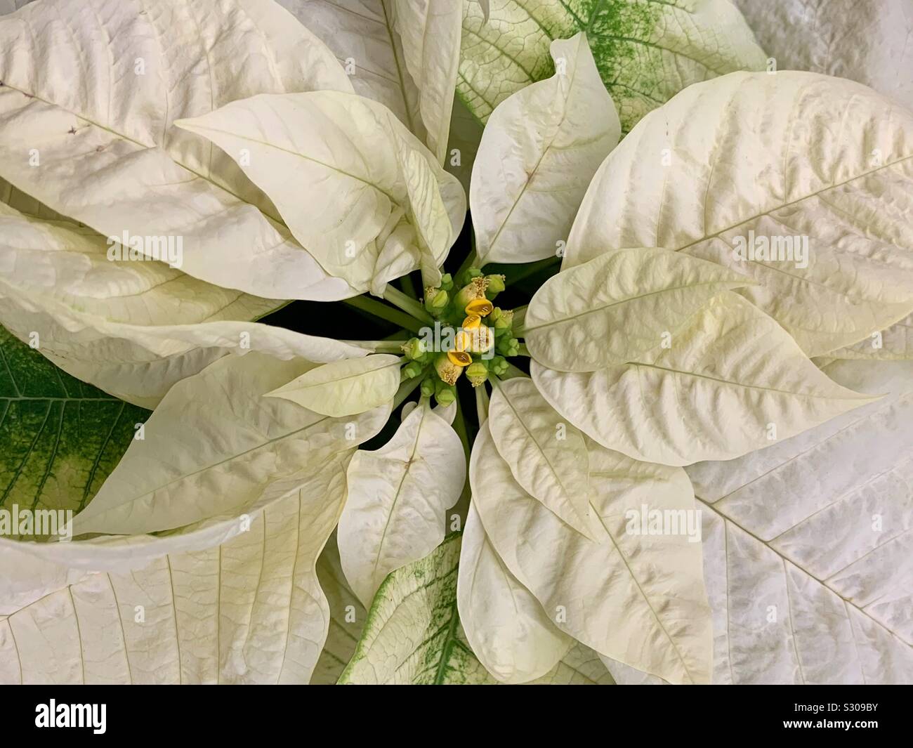 Full frame closeup of a white poinsettia Christmas flower in full blossom - Smartphone Captured Stock Image