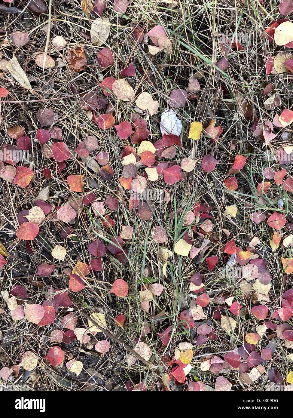 Colorful leaves on floor hi-res stock photography and images - Alamy