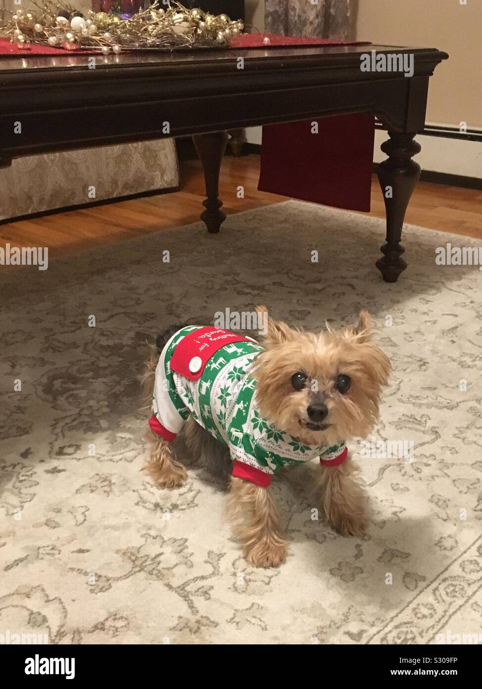 Yorkie in Holiday Sweater Stock Photo