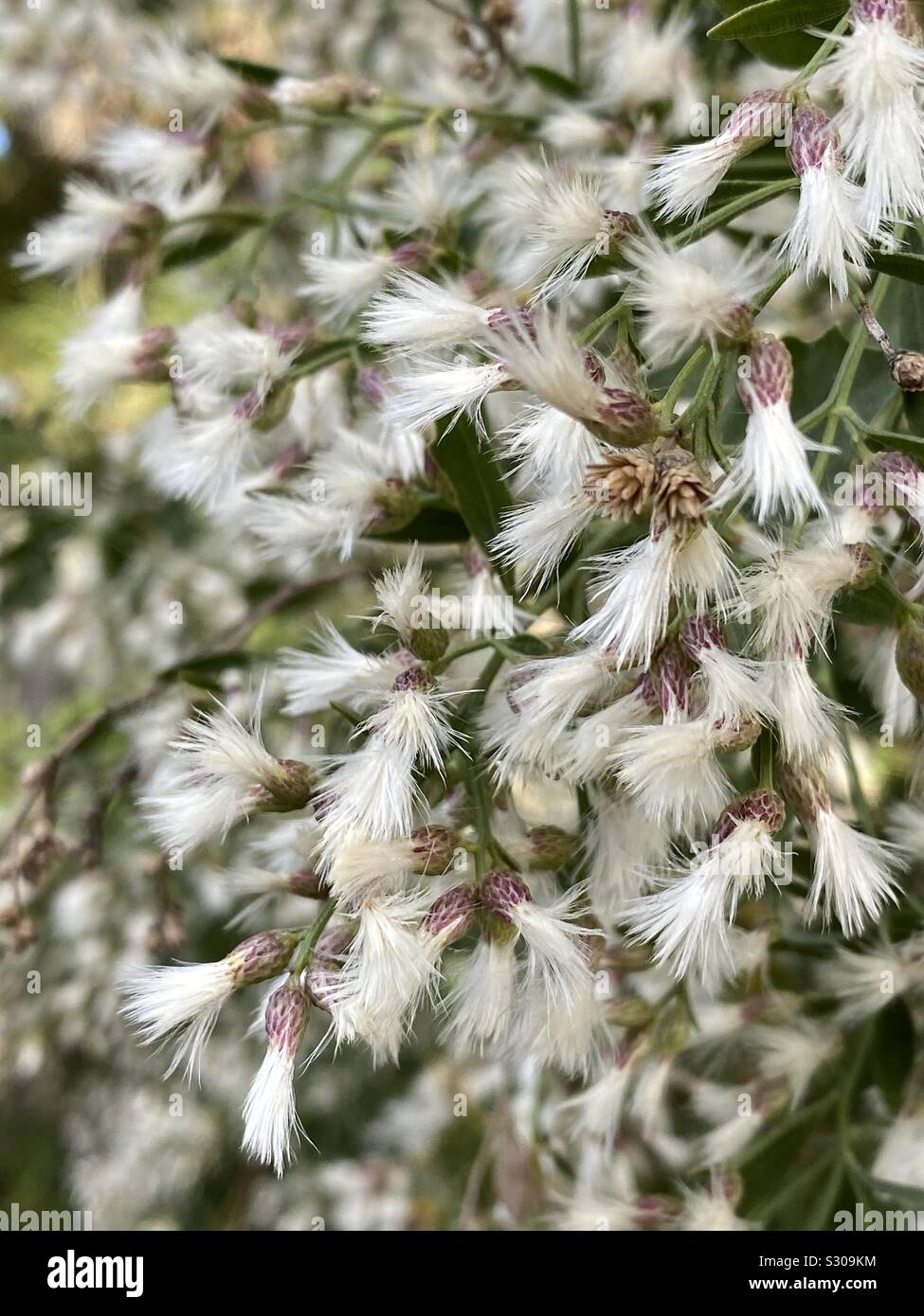 Weed with white fluff hi-res stock photography and images - Alamy