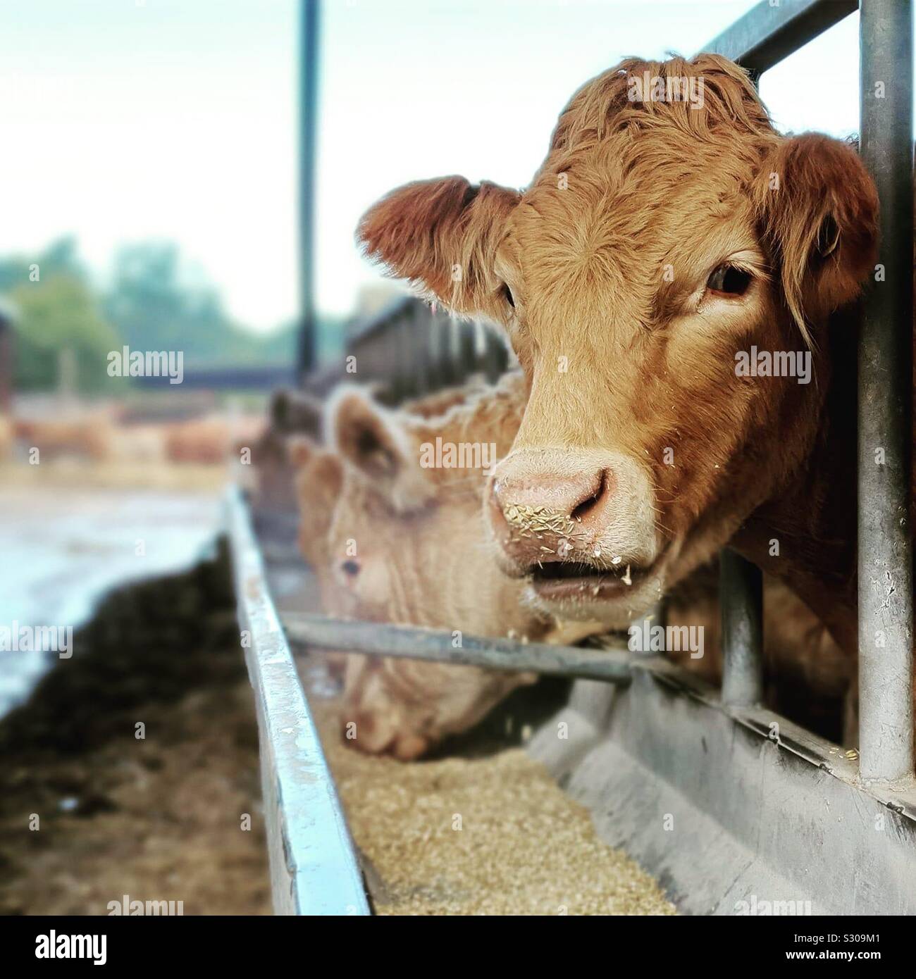 Cows feeding Cattle eating from a trough in a barn. Uk agricultural