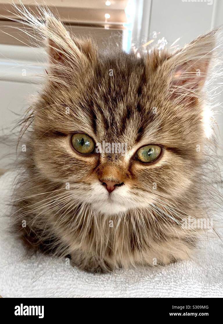 Baby Persian cat with nose. - Smartphone Captured Stock Image