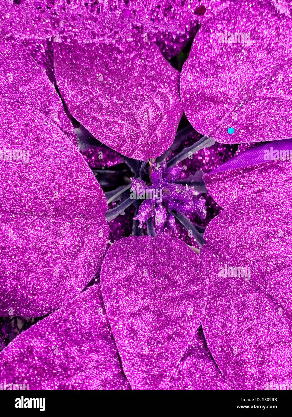 Glitter purple poinsettia flower blossom - Smartphone Captured Stock Image