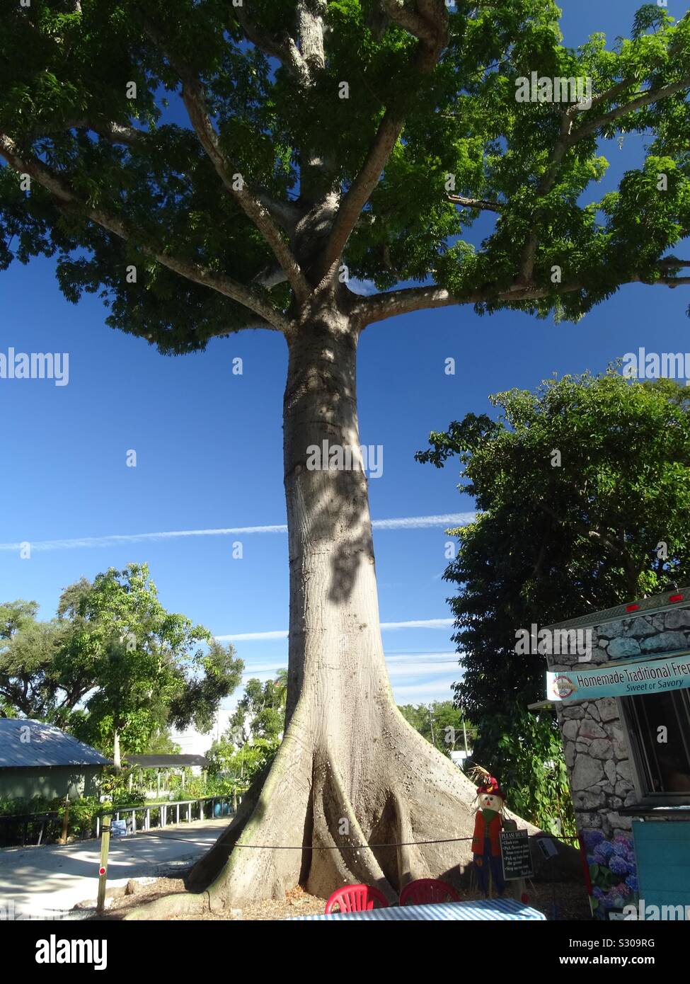 The kapok tree florida hires stock photography and images Alamy