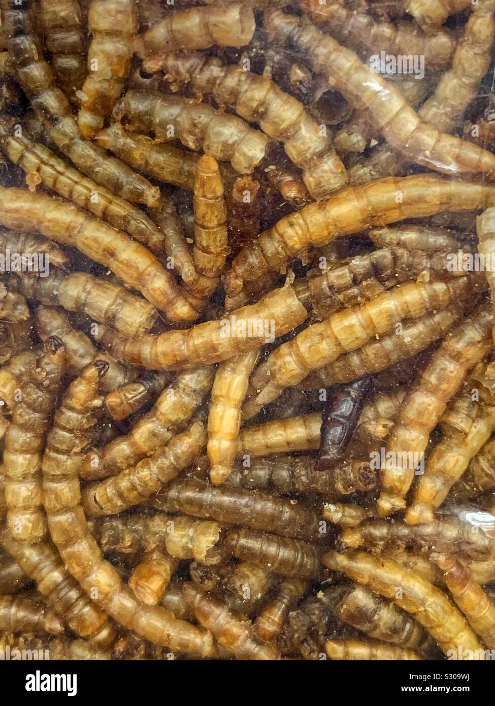 Typical dried mealworm, Tenebrio molitor, larva sold as bird food - Smartphone Captured Stock Image