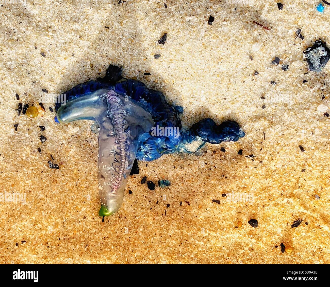 Blue bottle jellyfish, Pacific Man O War, washed up on the sandy Bondi ...