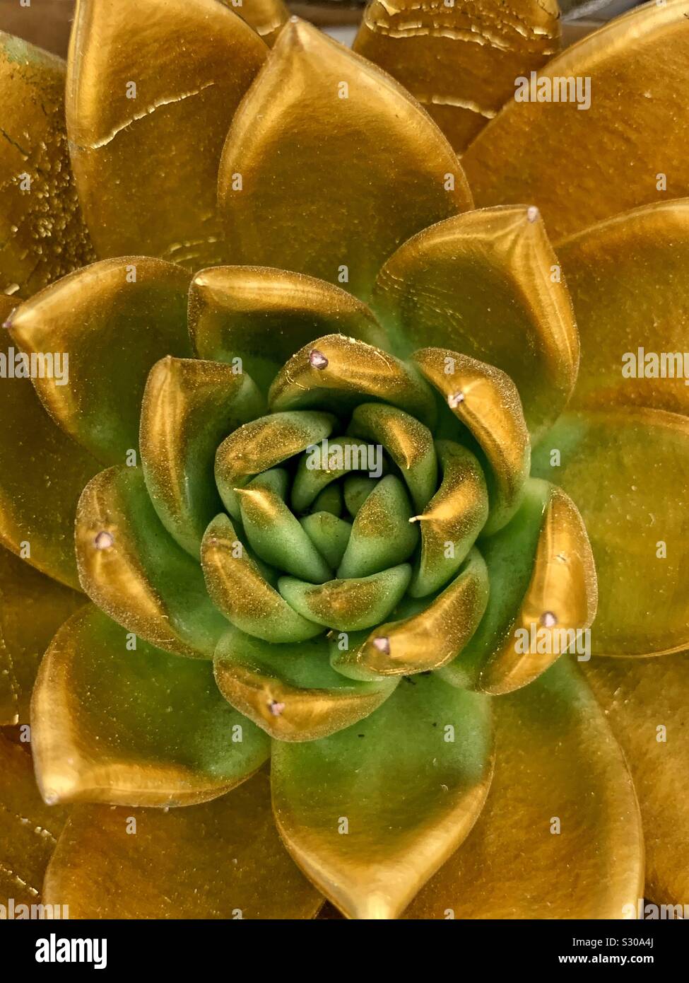 Top view of a succulent plant painted with gold paint as a festive Christmas decoration - Smartphone Captured Stock Image