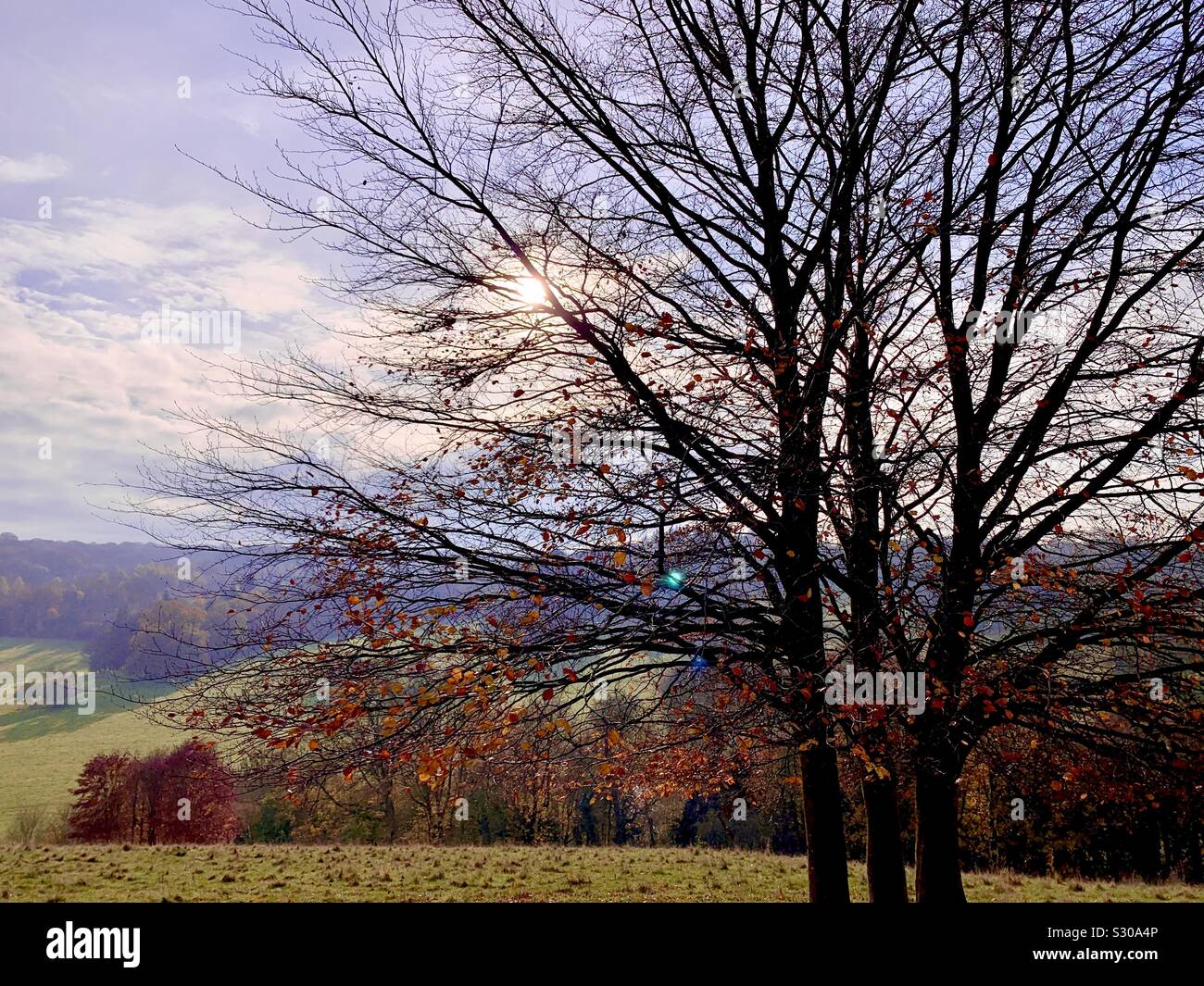 Winter afternoon - Smartphone Captured Stock Image