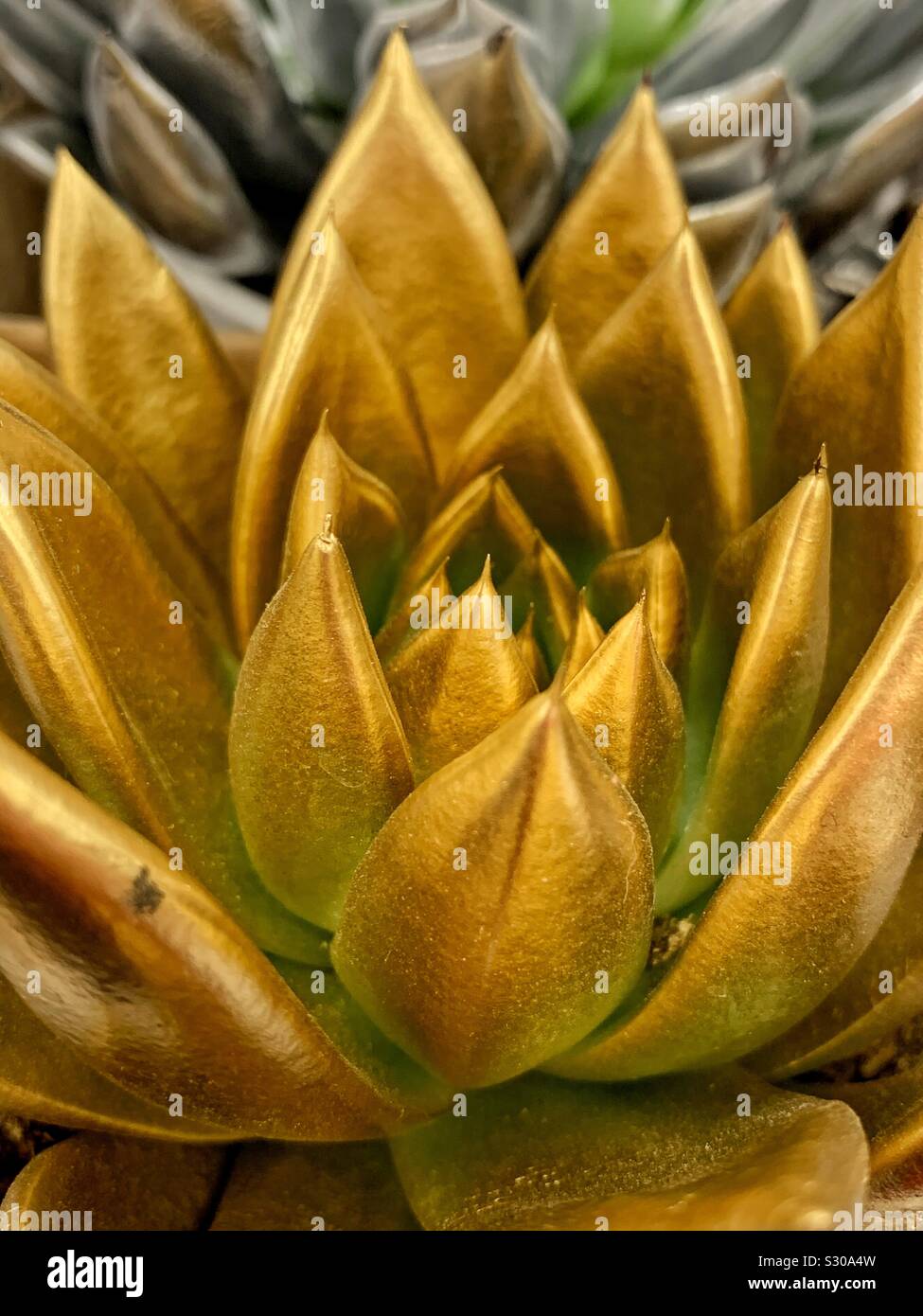 Festive gold painted succulent rosette flower in full blossom as a Christmas decoration - Smartphone Captured Stock Image