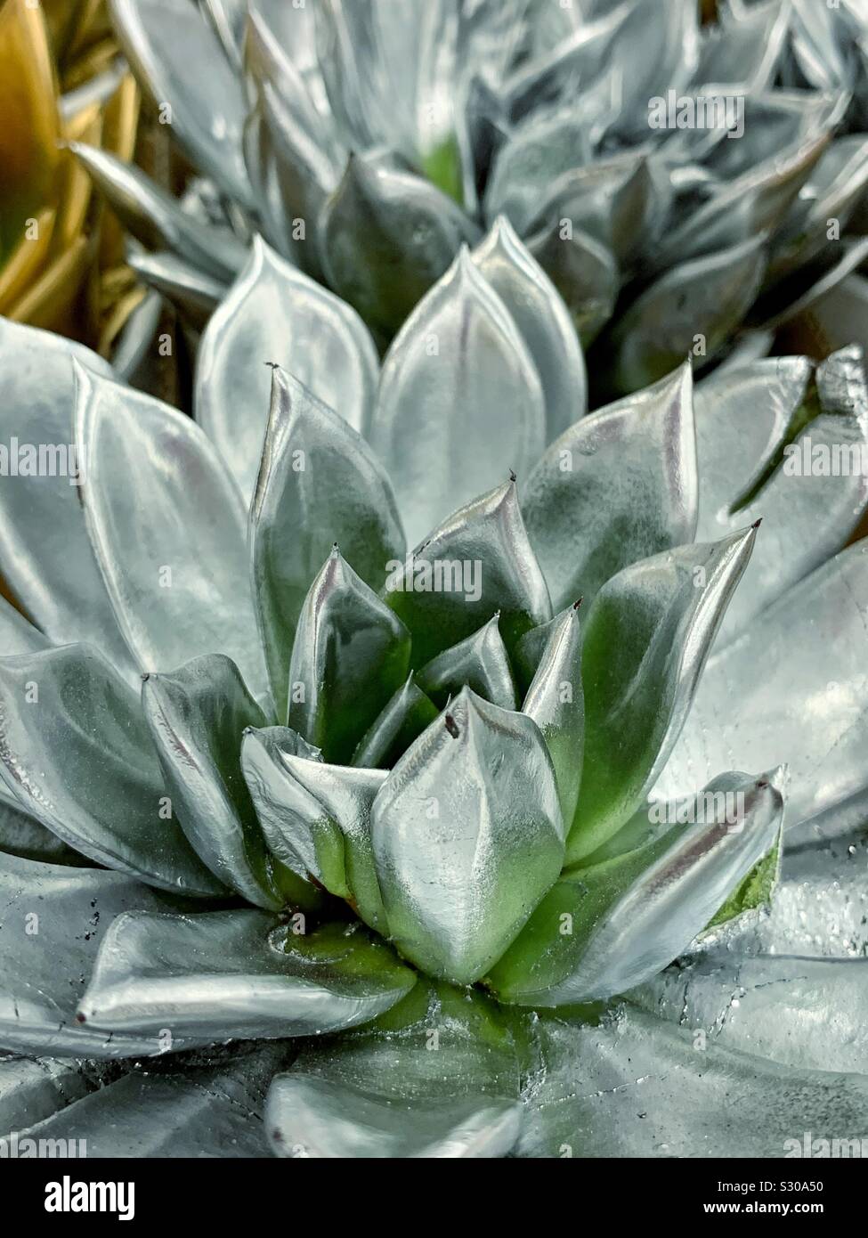 Bright silver painted succulent flower Christmas decoration - Smartphone Captured Stock Image