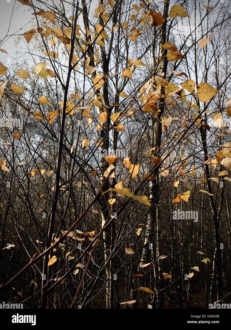 Autumn leaves on a silver birch - Smartphone Captured Stock Image