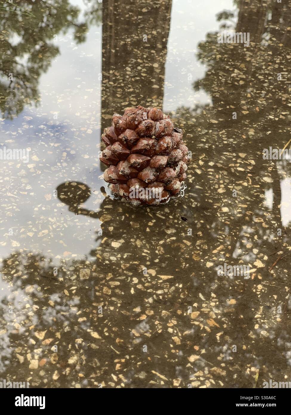 Pine cone in puddle of water Stock Photo - Alamy
