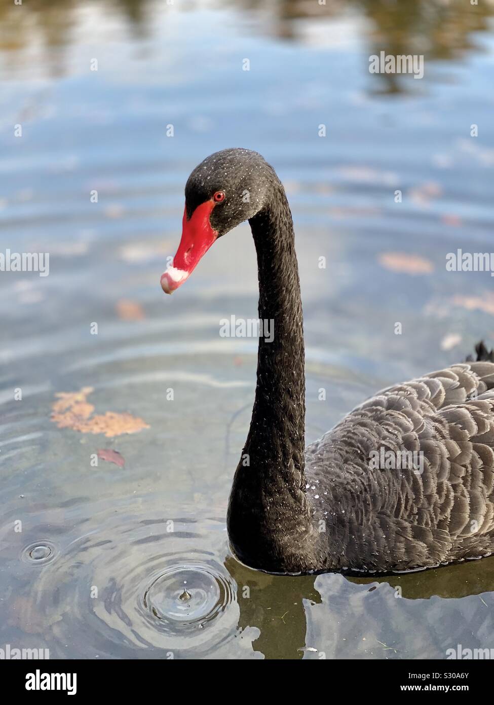 Black swan - Smartphone Captured Stock Image