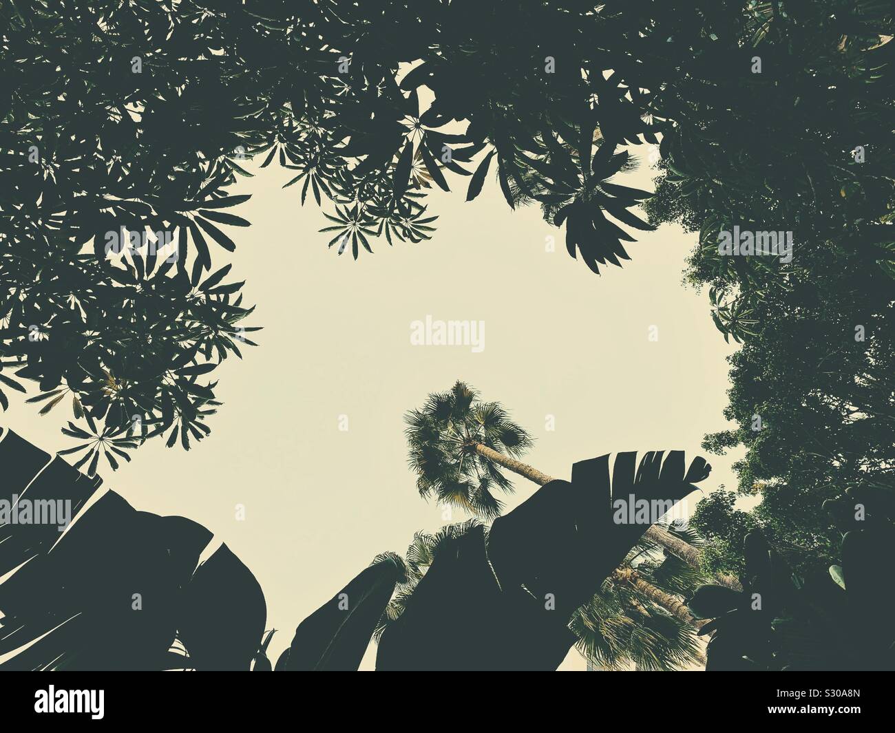 Looking up at tropical tree canopy with sky - Smartphone Captured Stock Image