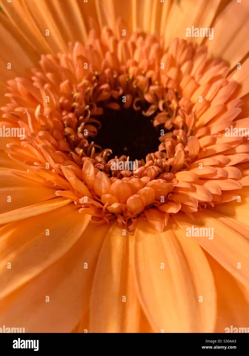 Beautiful orange daisy in full blossom - Smartphone Captured Stock Image