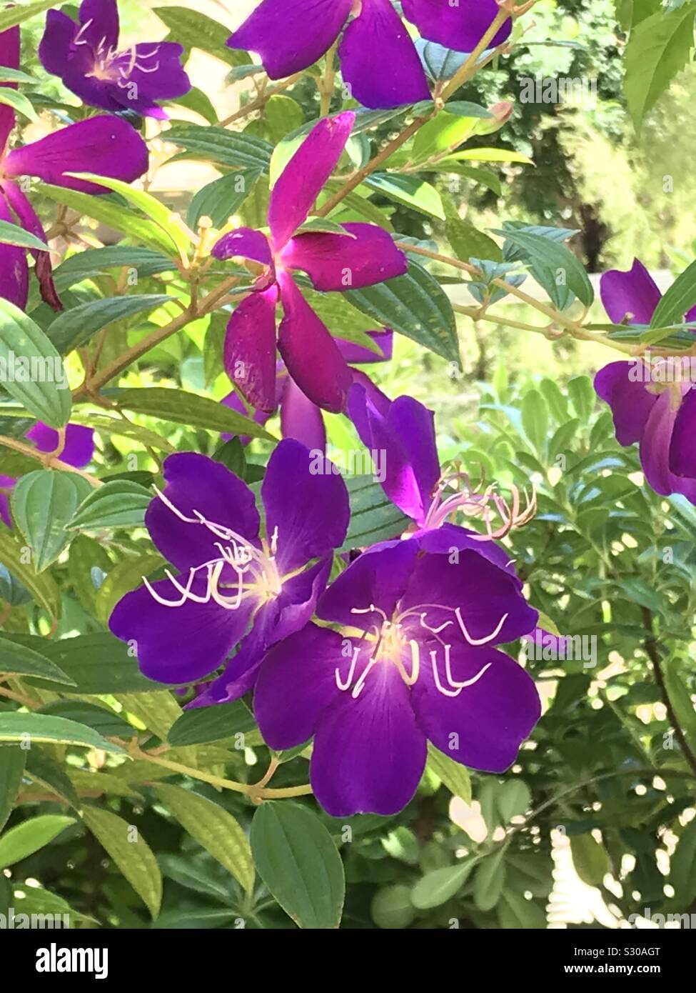Summer summer flowers hi-res stock photography and images - Alamy