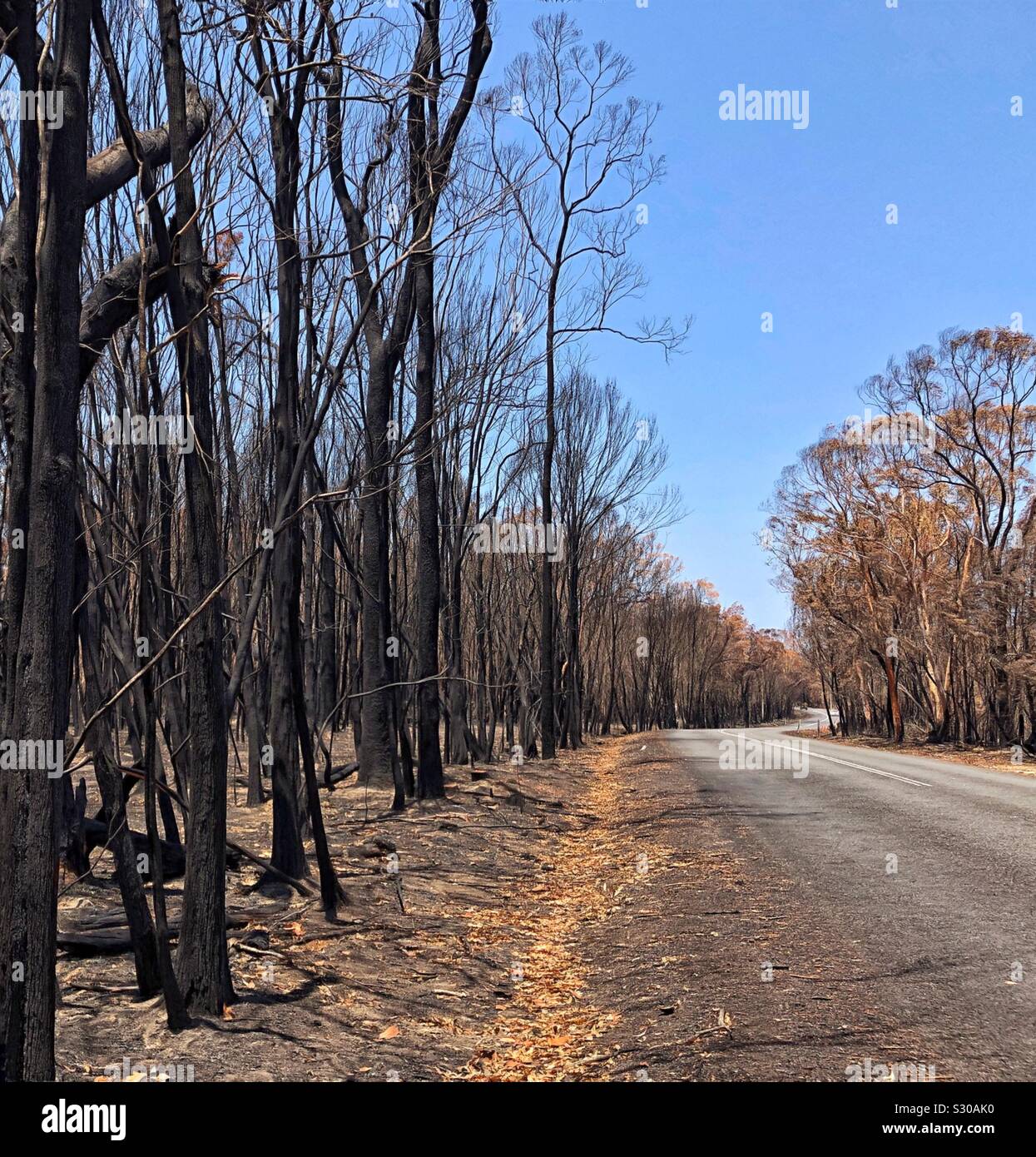 Bushfire Aftermath Queensland Australia - Smartphone Captured Stock Image