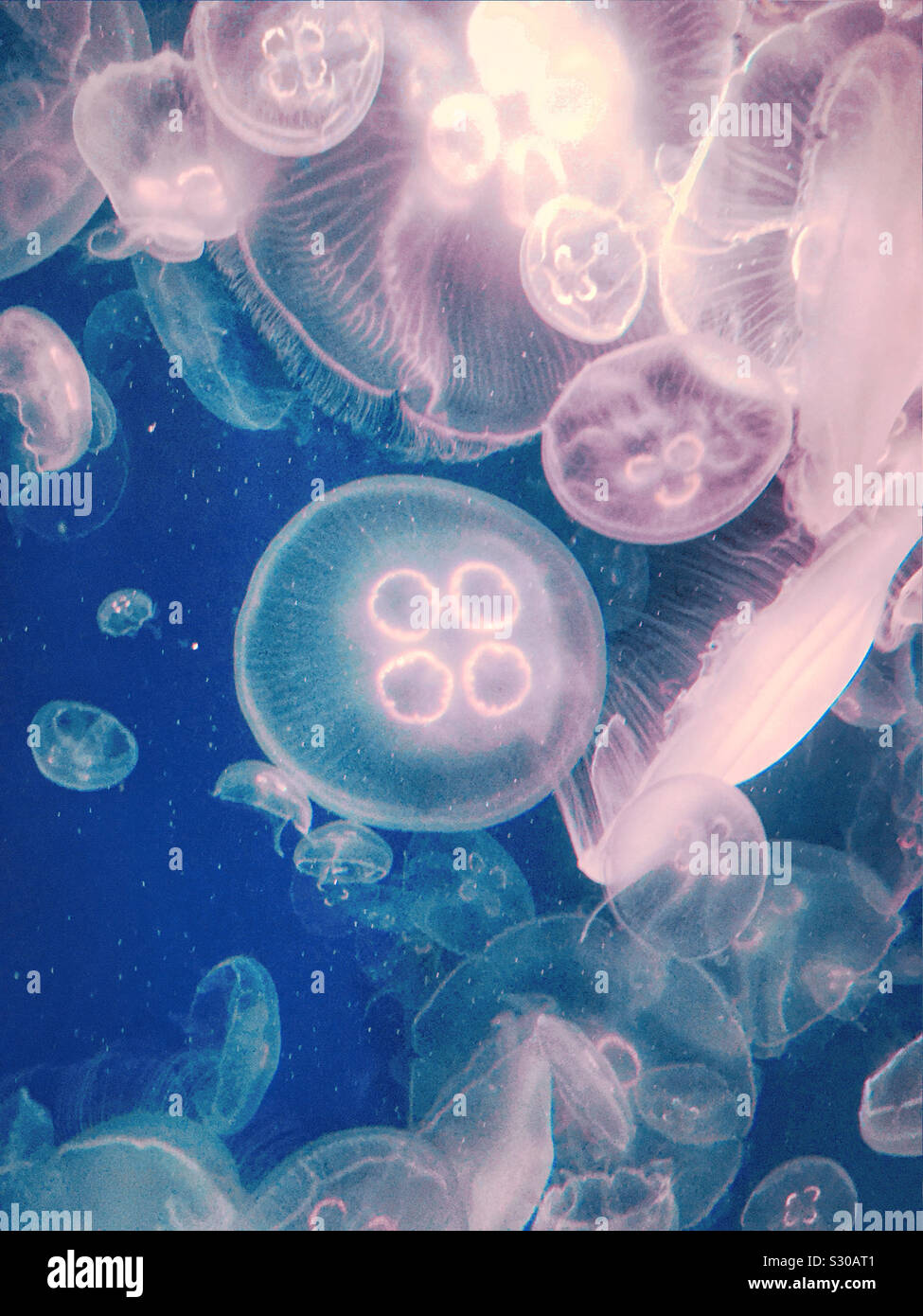 Jellyfish at Kamogawa Sea World, Chiba, Japan (colours changed Stock ...